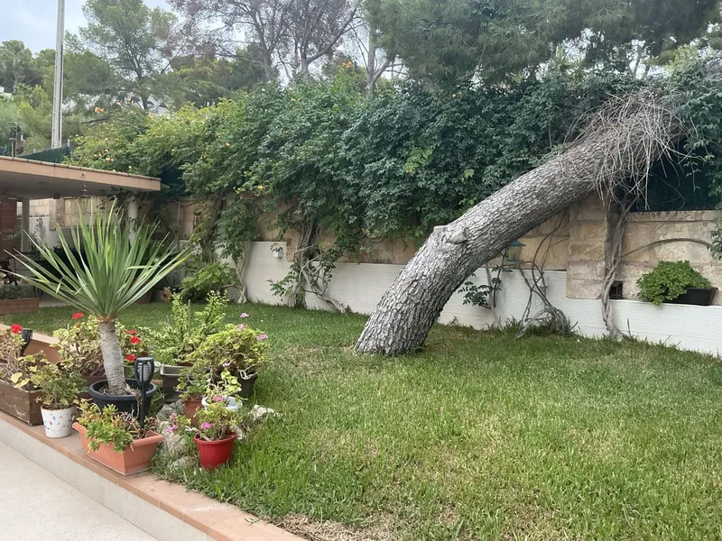 Estado actual: jardín con un árbol caído y vegetación